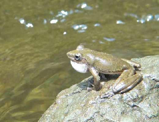 Kajika frogs habitat (Mitoku River) 